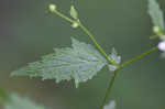 White avens